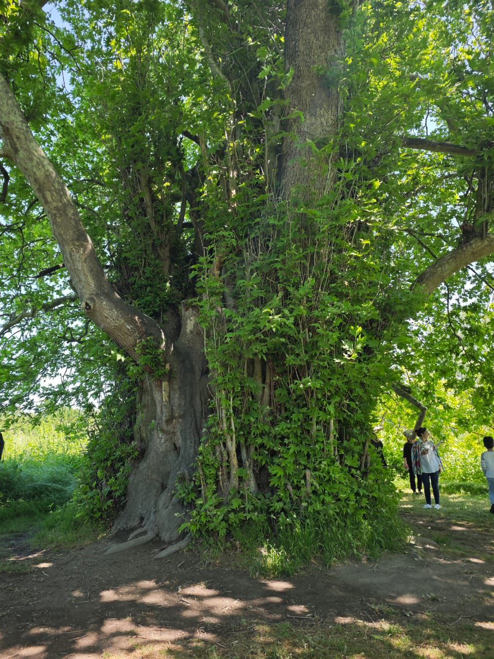 800-летний платан